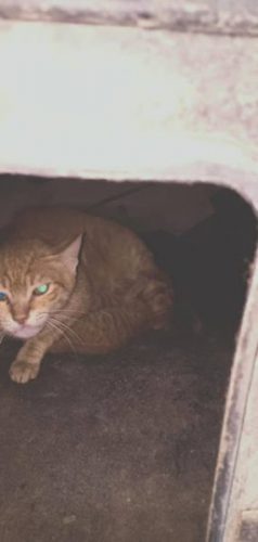 Photo of All of humanity is summed up in this story .. 15,000 pounds refused to save a cat gave birth to her children in his car